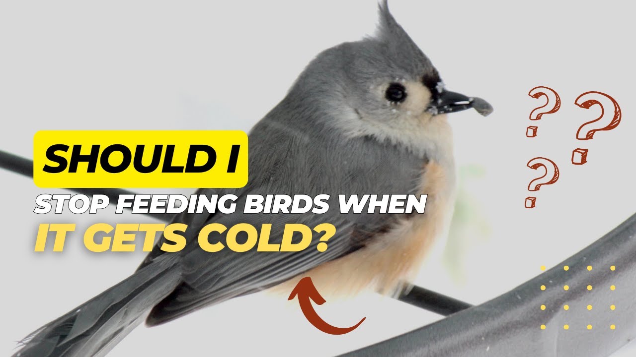 should-i-stop-feeding-birds-when-the-weather-warms-up-with-q-a-youtube