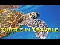 Fabulous Friends and a Turtle in Trouble - Sailing A B Sea (Ep.201)