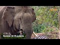 Catching the killer elephant  a film by navin m raheja
