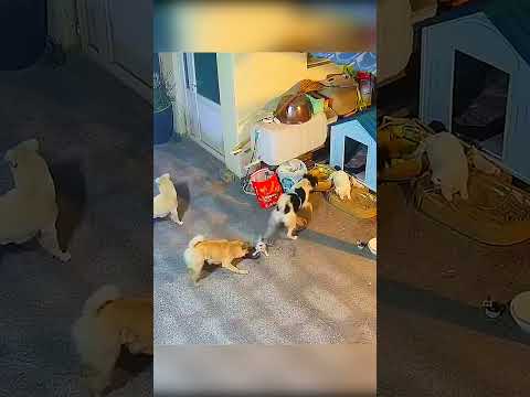 Стая разъярённых собак напала на кошку с котятами #dogs
