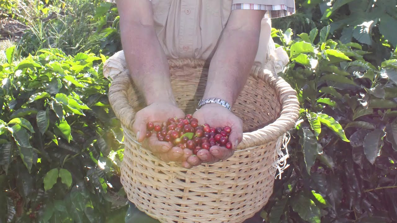 Where Coffee Bean Coffee Beans Come From [La Cascada Costa Rica Brewed Coffee] 