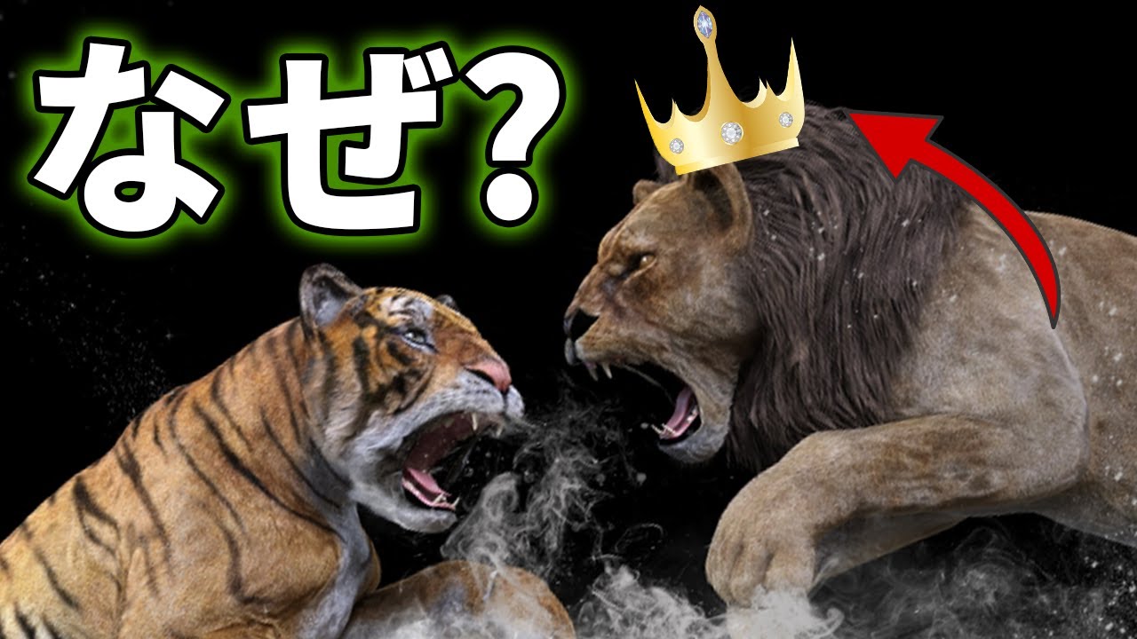トラが百獣の王ではない理由がこちら【解説】