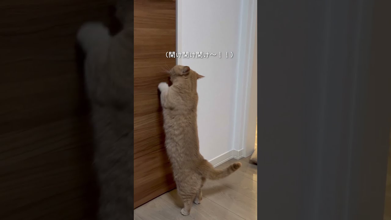 Exploring Luna: Enchanting Videos and Insights | TikTok