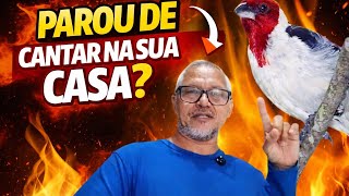 Porque parou de cantar 