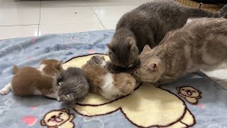 The two mother cats take turns taking care of their cubs.