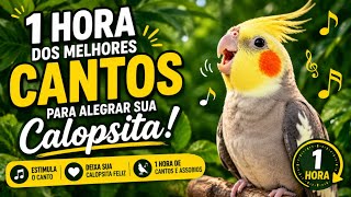 1 Hora dos Melhores Cantos para Alegrar sua CALOPSITA!🦜🎶 (Assobios Variados)