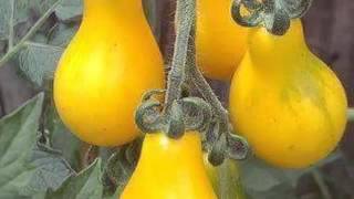 Download Lagu ladang bunga \u0026 musim bunga,voc franky MP3