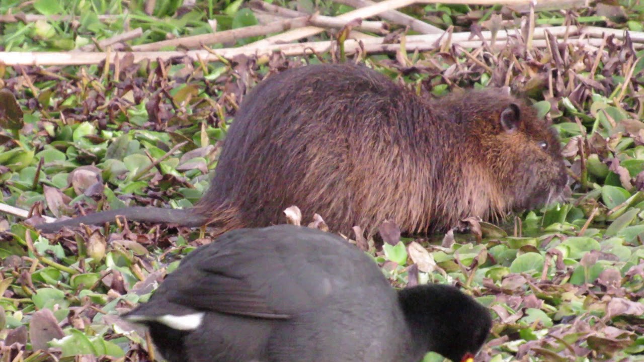 Myocastor coypus(coipo)
