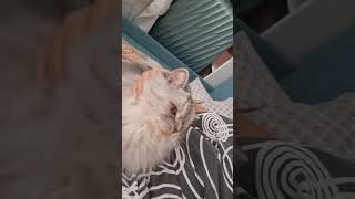 Аум Счастье Есть У Счастья Есть Шерсть Eternal Love My Love Meow