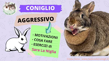 Come educare un coniglio aggressivo?