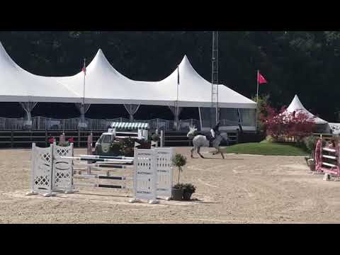 Don Corleone 111 135 CSI2** Zandhoven