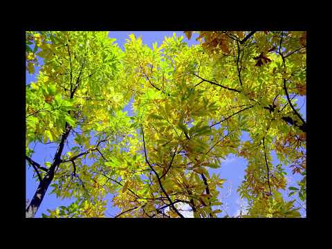 Yannick Lowack - Silence