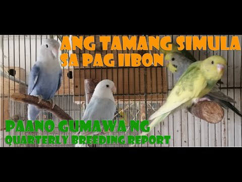 Video: Mga Ibon Sa Bahay. Paano Mag-aalaga?