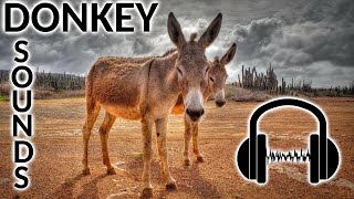 30+ DONKEY SOUNDS! What sound does a donkey make