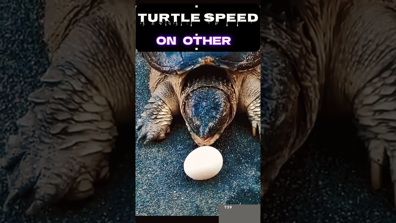 Other Turtle Vs This Cat Speed 🐢🐱 | Who Wins? 😂 