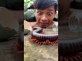 Sleep Late, Just a second after falling asleep the twin millipedes have already appeared again