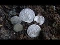 Metal Detecting Germany Nr.109 LOADS OF SILVER!!