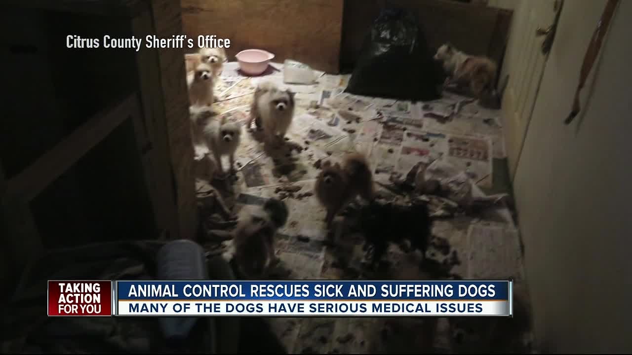 Tip about animal abuse in Citrus County leads to arrests, 36 dogs ...