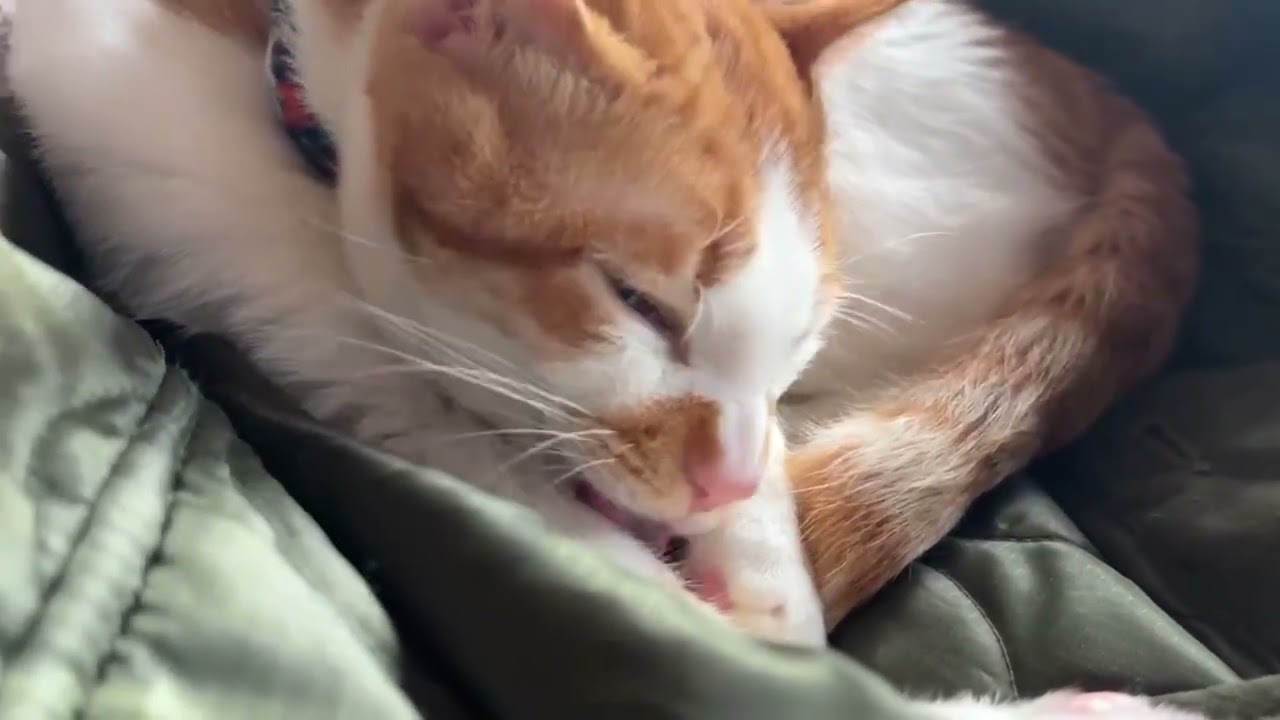 【保護猫】グルーミングしている信くん🐱【子猫】