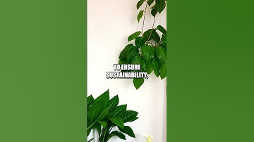 Sustainable Office Plants: Enhancing Your Workspace and Air Quality