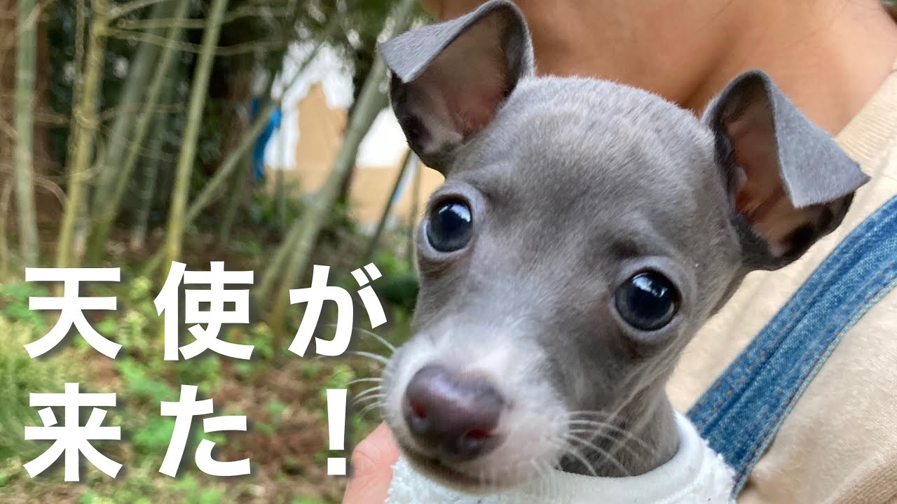 かわいい子犬が家に来た はじめて犬を飼う イタグレ Youtube かわいい子犬が家に来た はじめて犬を飼う イタグレ Youtube