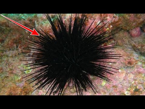 Βίντεο: Spines στα αγγούρια - Αφαίρεση φραγκόσυκων αγγουριών από φρούτο φραγκόσυκου αγγουριού