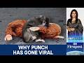 Meet Punch: The Baby Monkey the Internet Adopted | Vantage with Palki Sharma | N18G