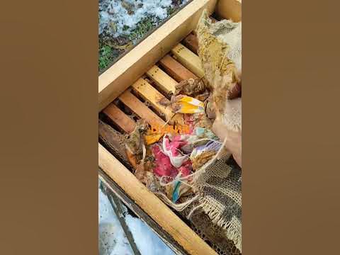 Вулик - YouTube