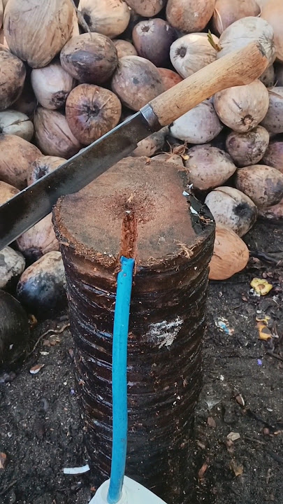 Parang belah buah kelapa #kelapa