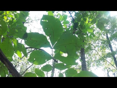 Video: Vrste stabala hikorija: briga o stablima hikorija u pejzažu
