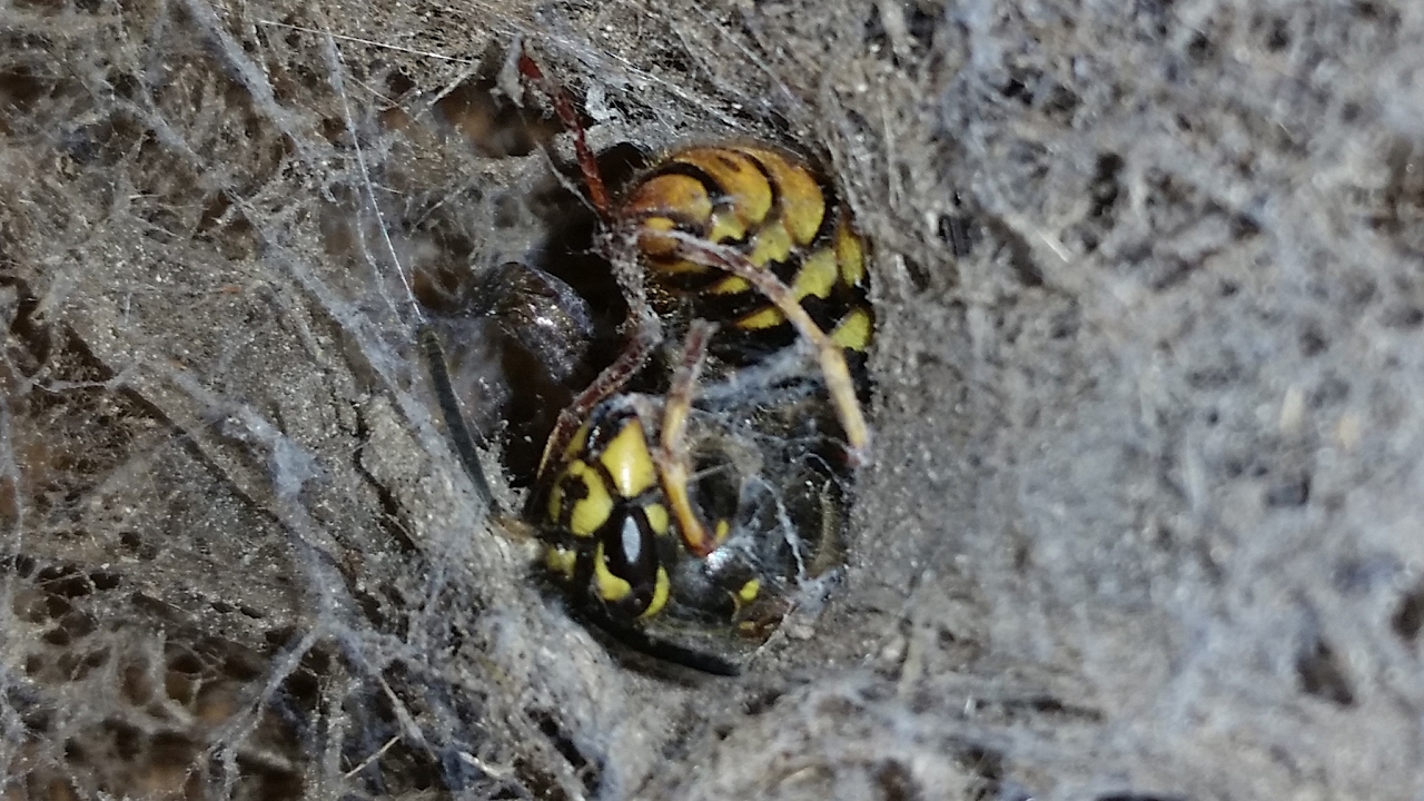 wandering spider vs wasp