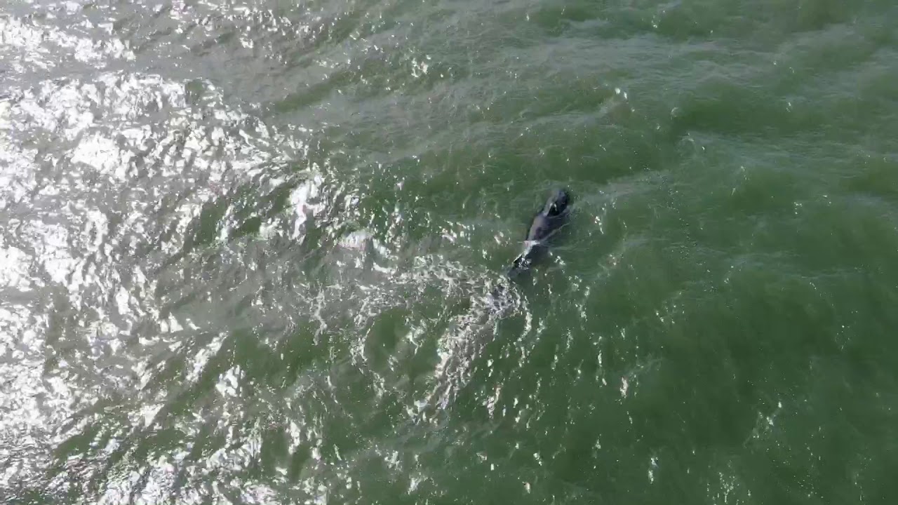Whale off the coast of NC YouTube