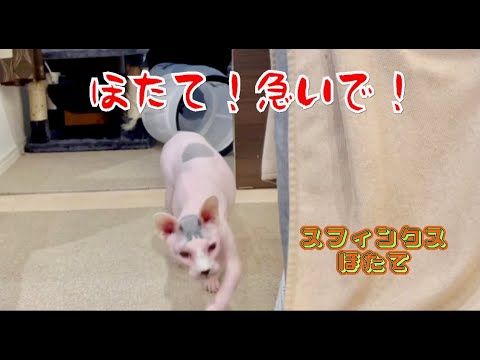 自称きれい好き!スフィンクスほたて