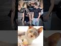 Funny Cat Video 😂😂😂#Shorts#Funkis #fails #memes