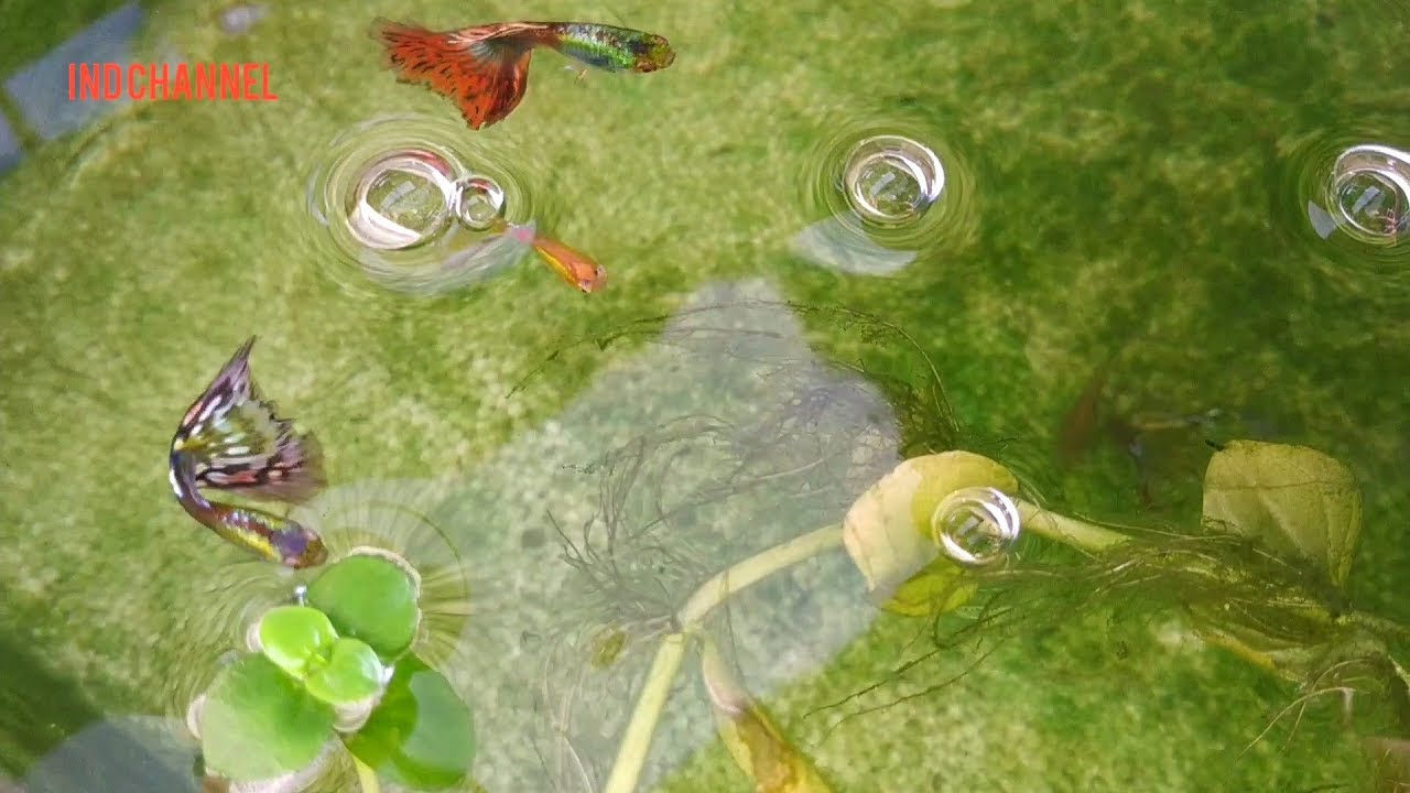Cara supaya ekor ikan guppy bisa tumbuh besar dan kembang.