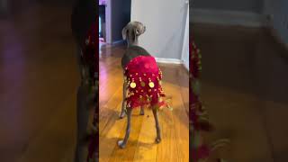 Download Lagu A dog dancing #pet #fyp #dog #funny #dance MP3