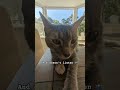 USE THEM#funny #cat #funnycat