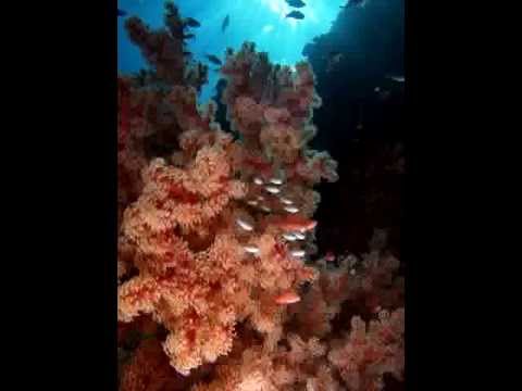 Timor's Magical Reefs IX