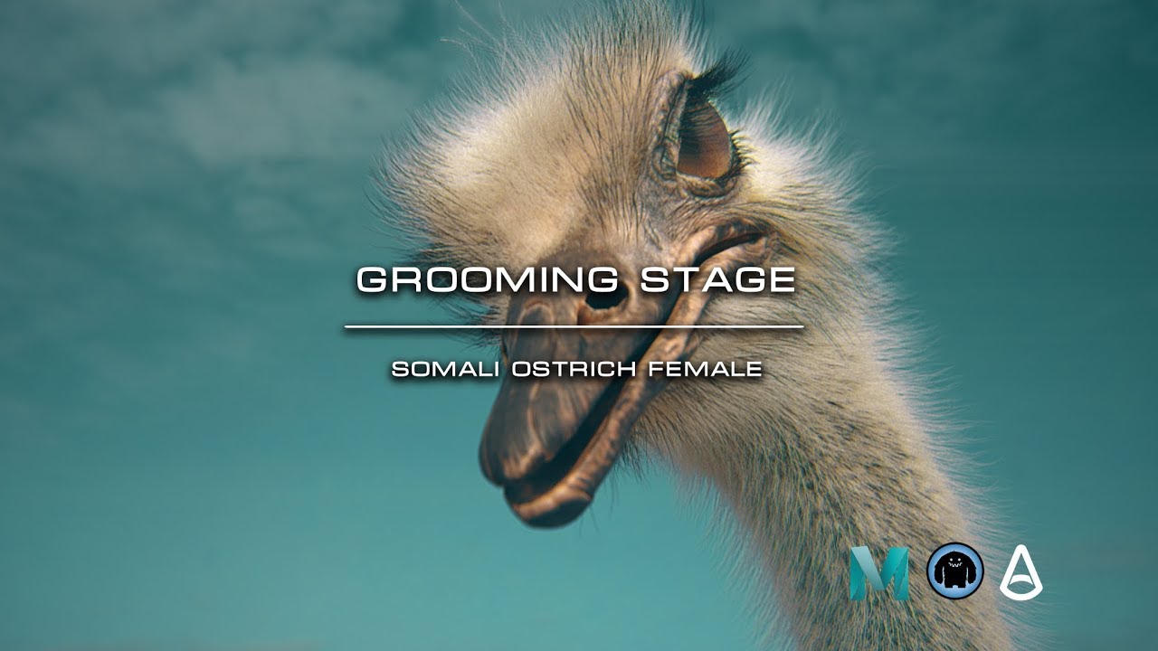 Promo of Somali Ostrich female. Grooming Part 