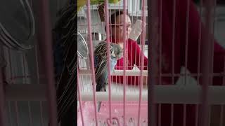 хотите говорящего попугая? #птица #милый #попугай #волнистый