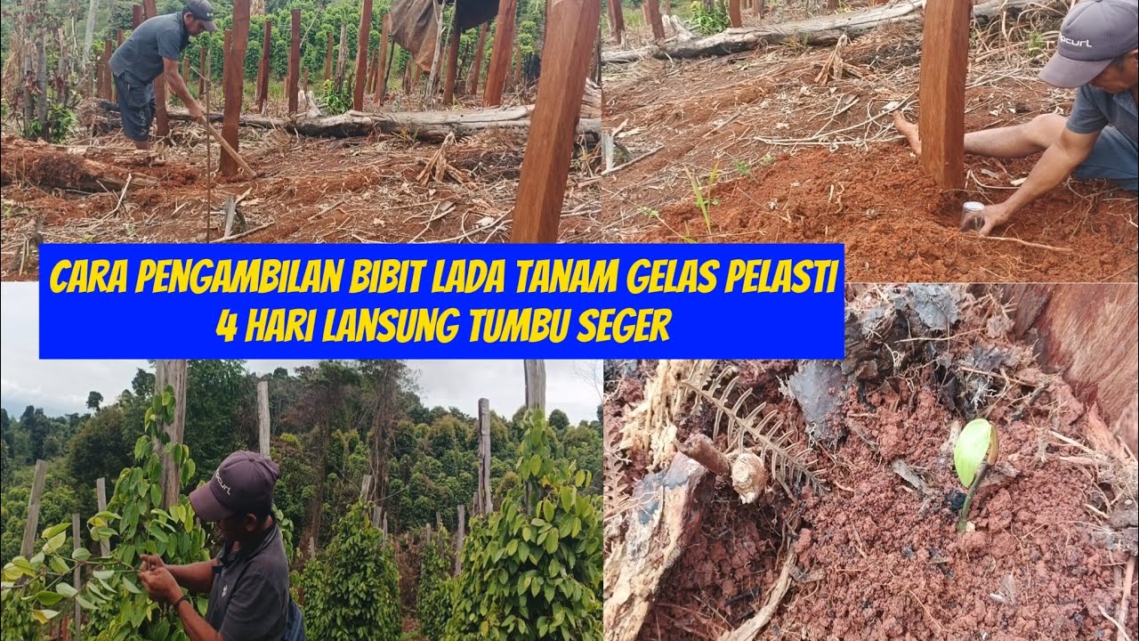 Cara pengambilan bibit lada tanam 4 hari lansung tumbu seger pake gelas pelasti