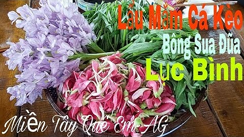 Lẩu Mắm Cá Kèo Với Bông Sua Đũa Đặc Sản Miền Tây/Miền Tây Quê Em-AG Tập 197