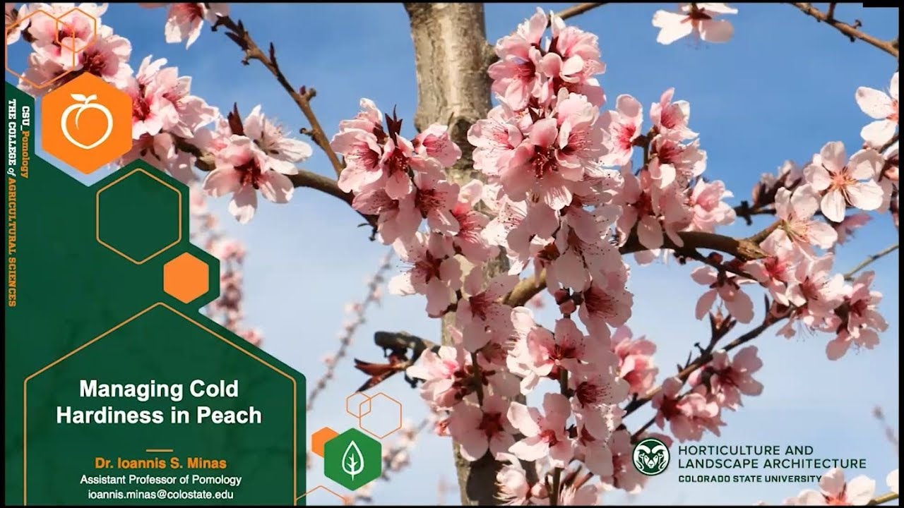 Utah Fruit School 2018 - Cold Hardiness of Peach Trees - YouTube