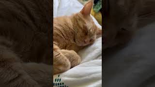 Tabby Ear Flicks During Nap
