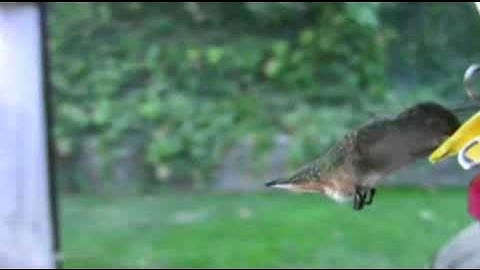 From www metacafe com 4135063 13086906 11