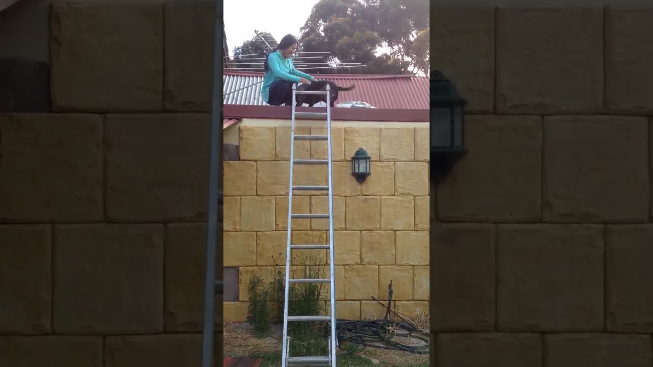 Amazing dog climbs ladder YouTube