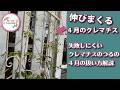 「クレマチスのつる」攻略するコツ解説します！