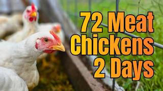 Processing 72 Meat Chickens as a Family