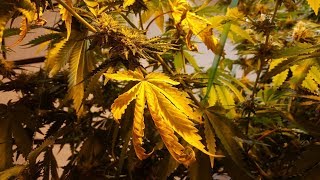 Should I Remove Yellow or Dying Leaves