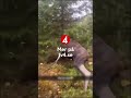 Här blir Johan nästan nedsprungen av en älg